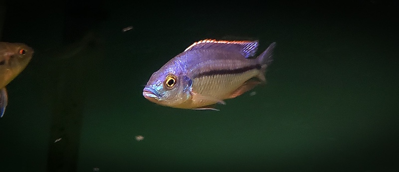 Protomelas marginatus